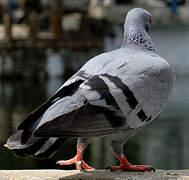 Pigeon biset