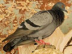 Rock Dove