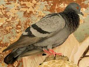 Pigeon biset