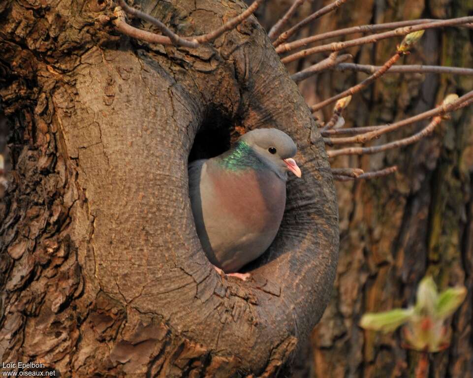 Pigeon colombinadulte, Nidification