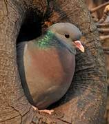 Stock Dove