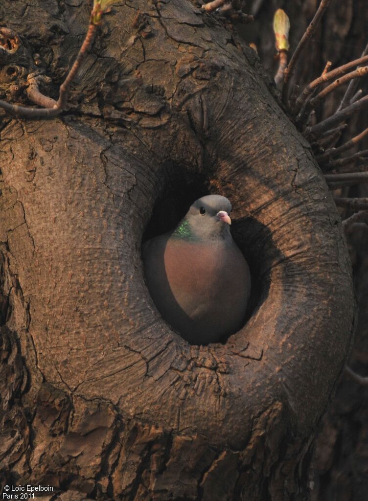 Pigeon colombin