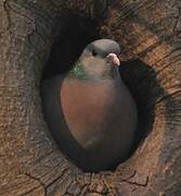 Stock Dove