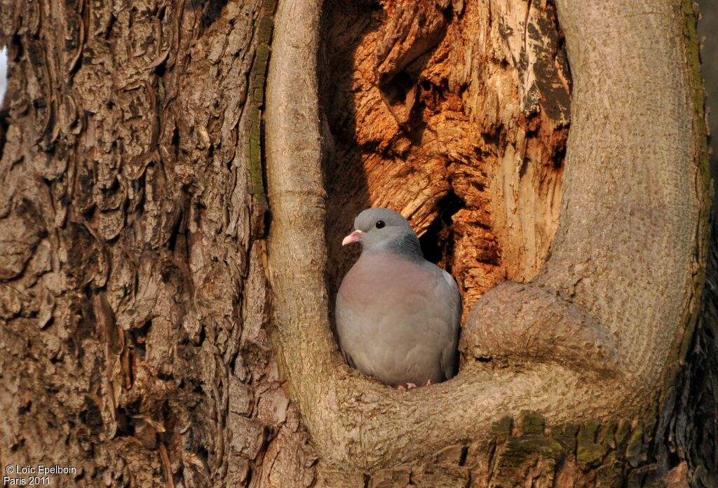 Pigeon colombin