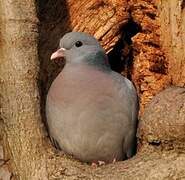 Stock Dove