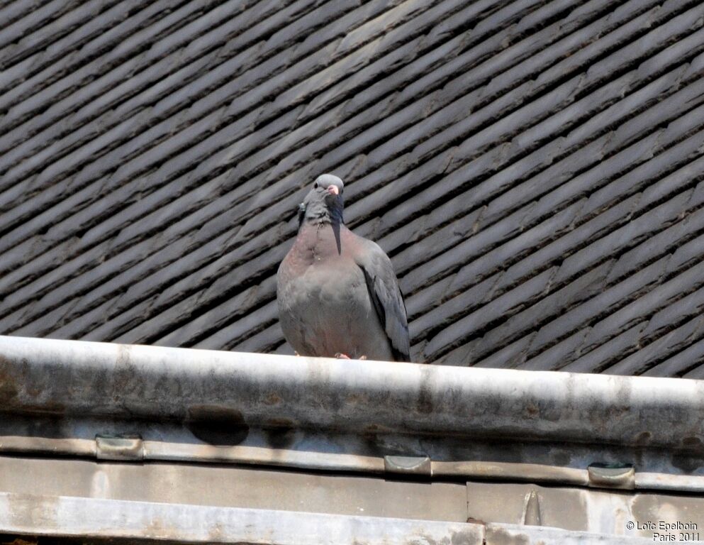 Pigeon colombin