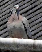 Pigeon colombin