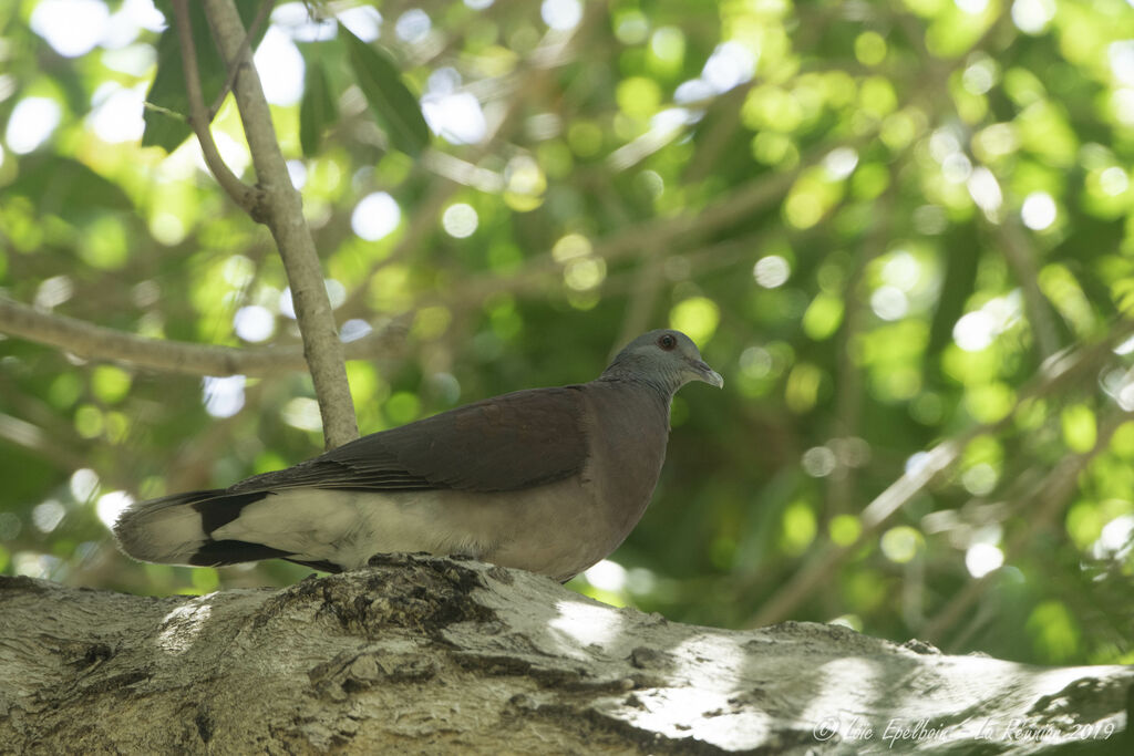 Pigeon de Madagascar