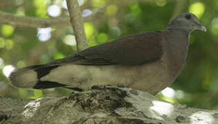 Malagasy Turtle Dove