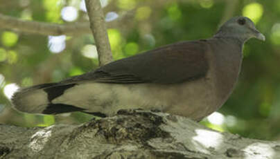 Pigeon de Madagascar