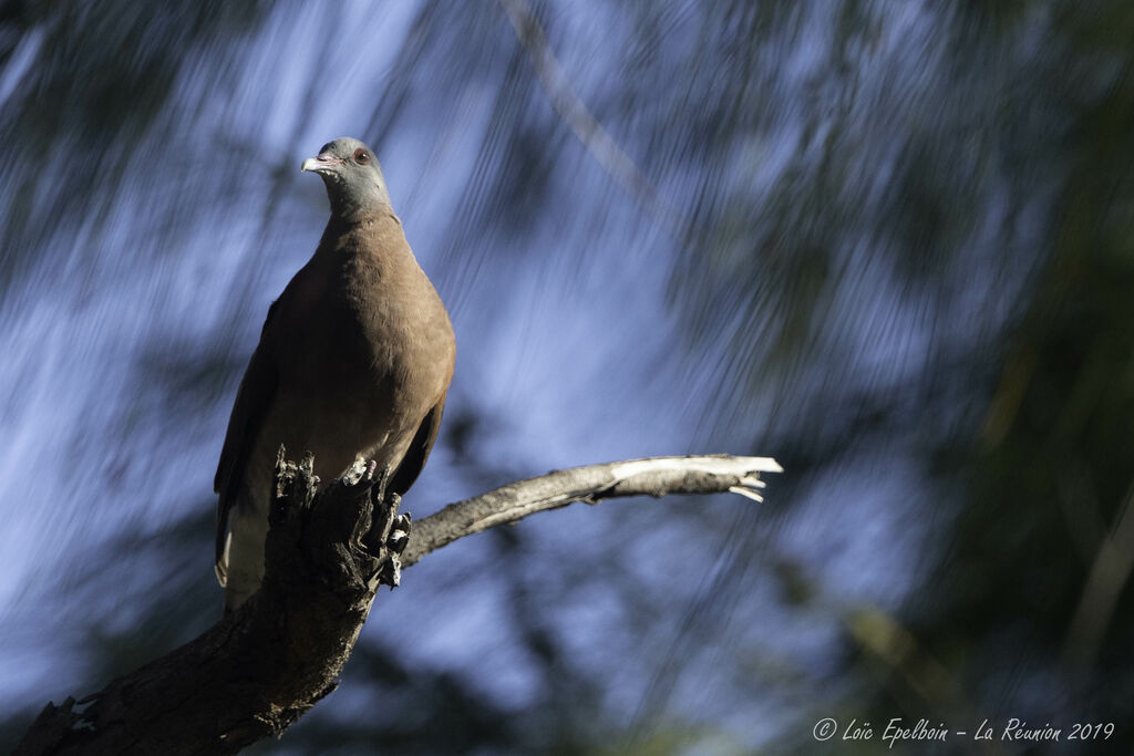 Pigeon de Madagascar