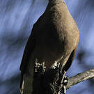 Pigeon de Madagascar
