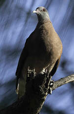 Pigeon de Madagascar