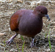 Pigeon de Madagascar