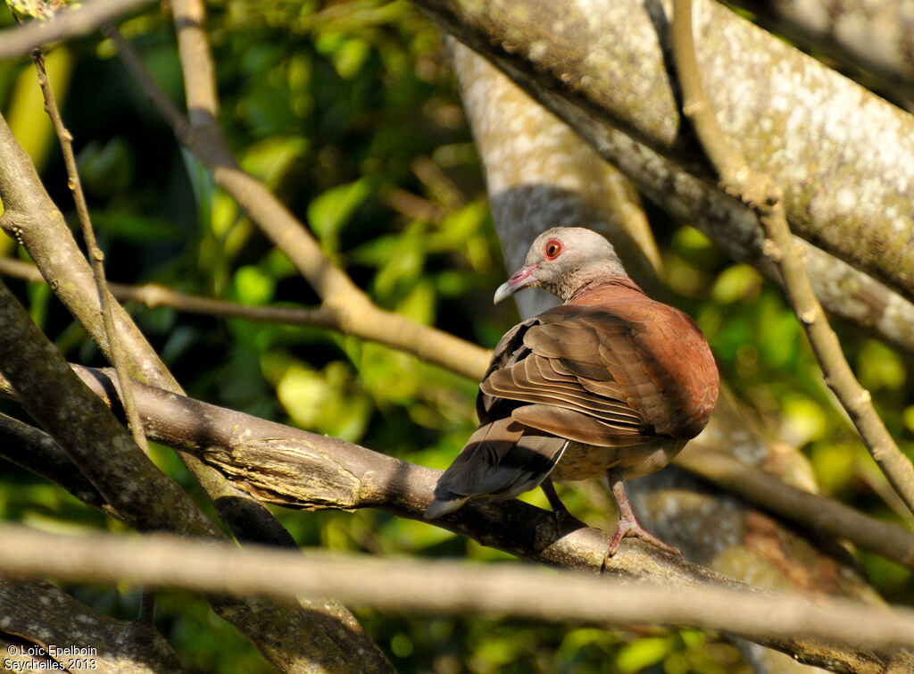 Pigeon de Madagascar