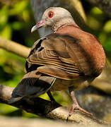 Pigeon de Madagascar