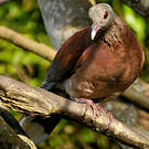 Pigeon de Madagascar