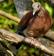 Malagasy Turtle Dove