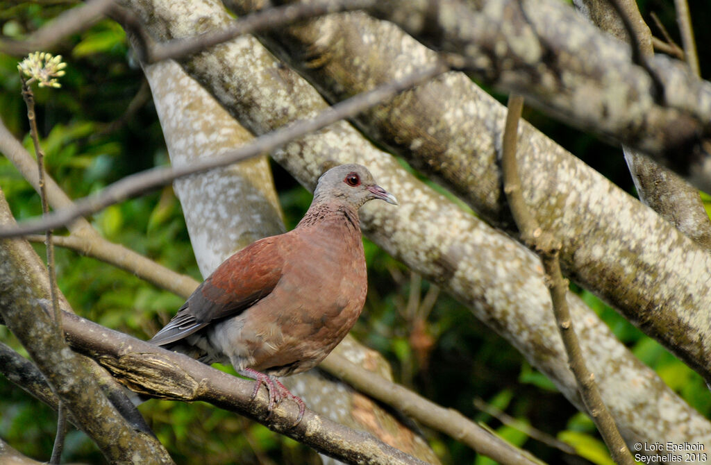 Pigeon de Madagascar