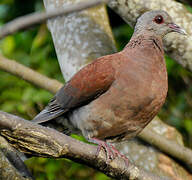 Pigeon de Madagascar