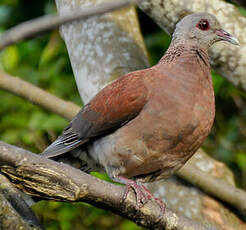 Pigeon de Madagascar