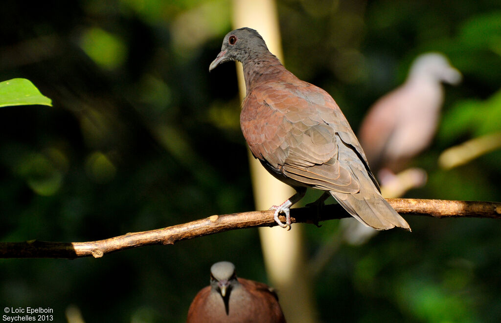 Pigeon de Madagascar