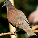 Pigeon de Madagascar