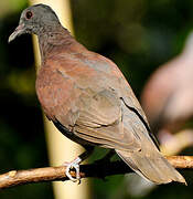 Malagasy Turtle Dove