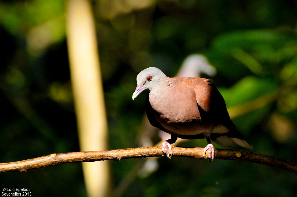 Pigeon de Madagascar