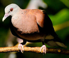 Pigeon de Madagascar