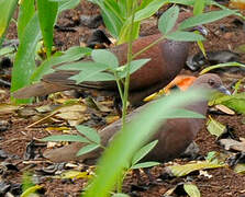 Malagasy Turtle Dove