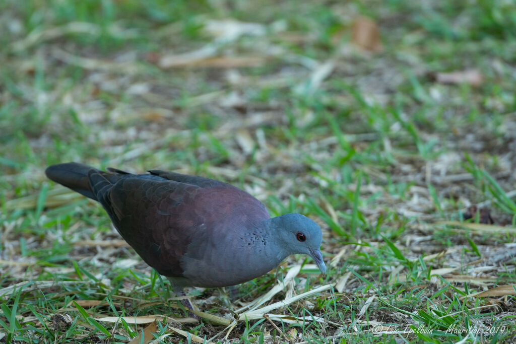 Pigeon de Madagascar