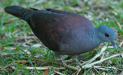 Pigeon de Madagascar