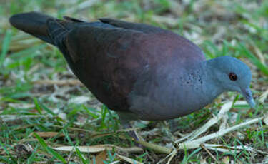 Pigeon de Madagascar