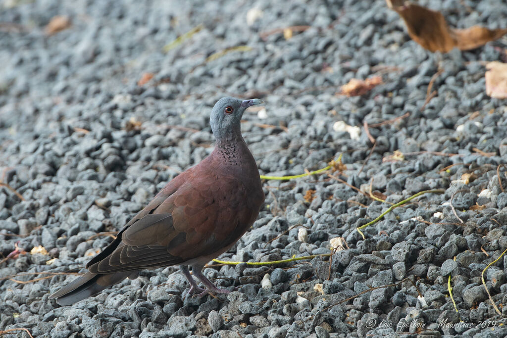 Malagasy Turtle Dove