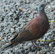 Pigeon de Madagascar