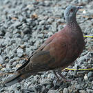 Pigeon de Madagascar