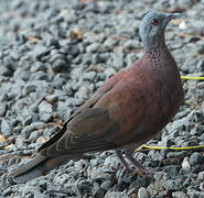 Malagasy Turtle Dove