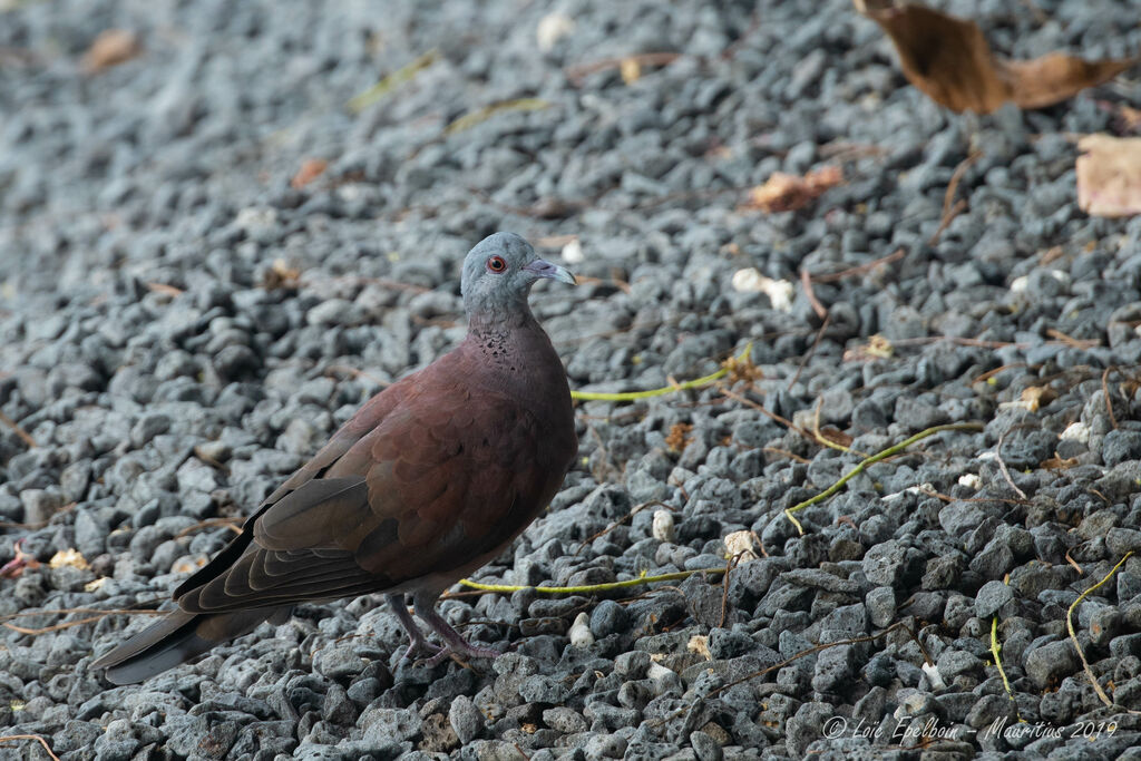 Pigeon de Madagascar