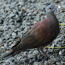 Pigeon de Madagascar