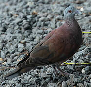 Pigeon de Madagascar