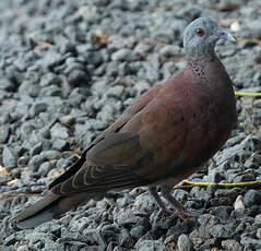 Pigeon de Madagascar