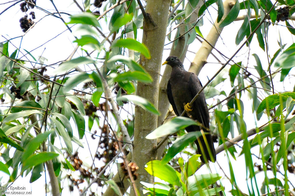 Comoros Olive Pigeon