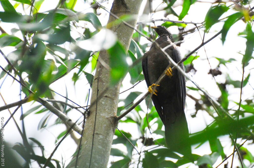 Comoros Olive Pigeon