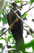 Comoros Olive Pigeon