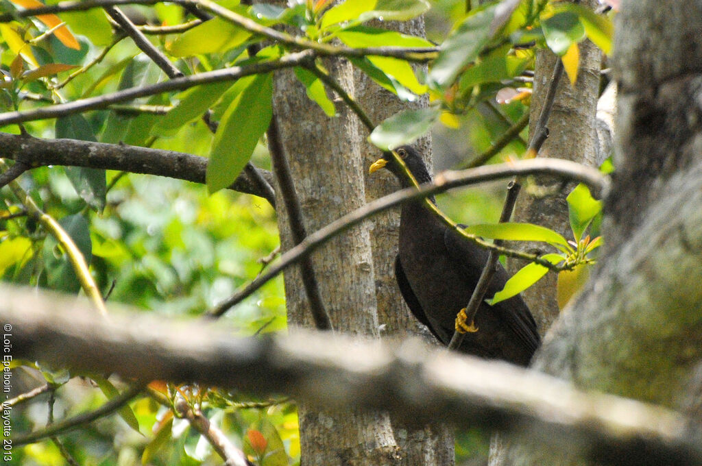 Comoros Olive Pigeon