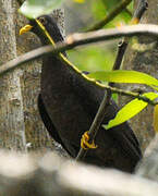 Comoros Olive Pigeon