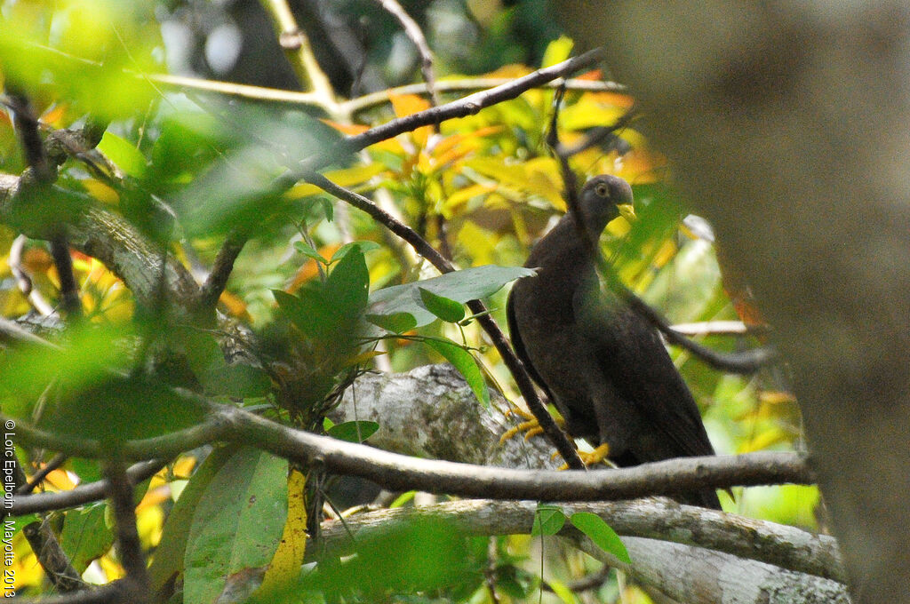 Comoro Olive Pigeon