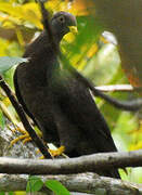 Comoros Olive Pigeon