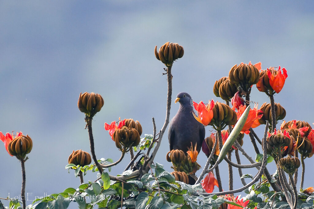 Pigeon des Comores